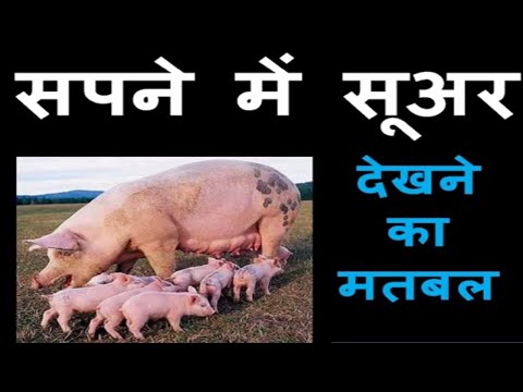 वीडियो: सुअर क्यों सपना देख रहा है