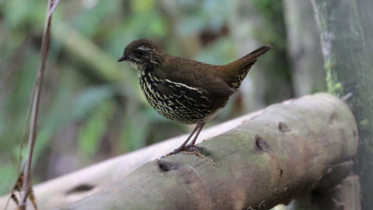 Tovaca-de-rabo-vermelho - Rufous-tailed Antthrush - Chamaeza ruficauda