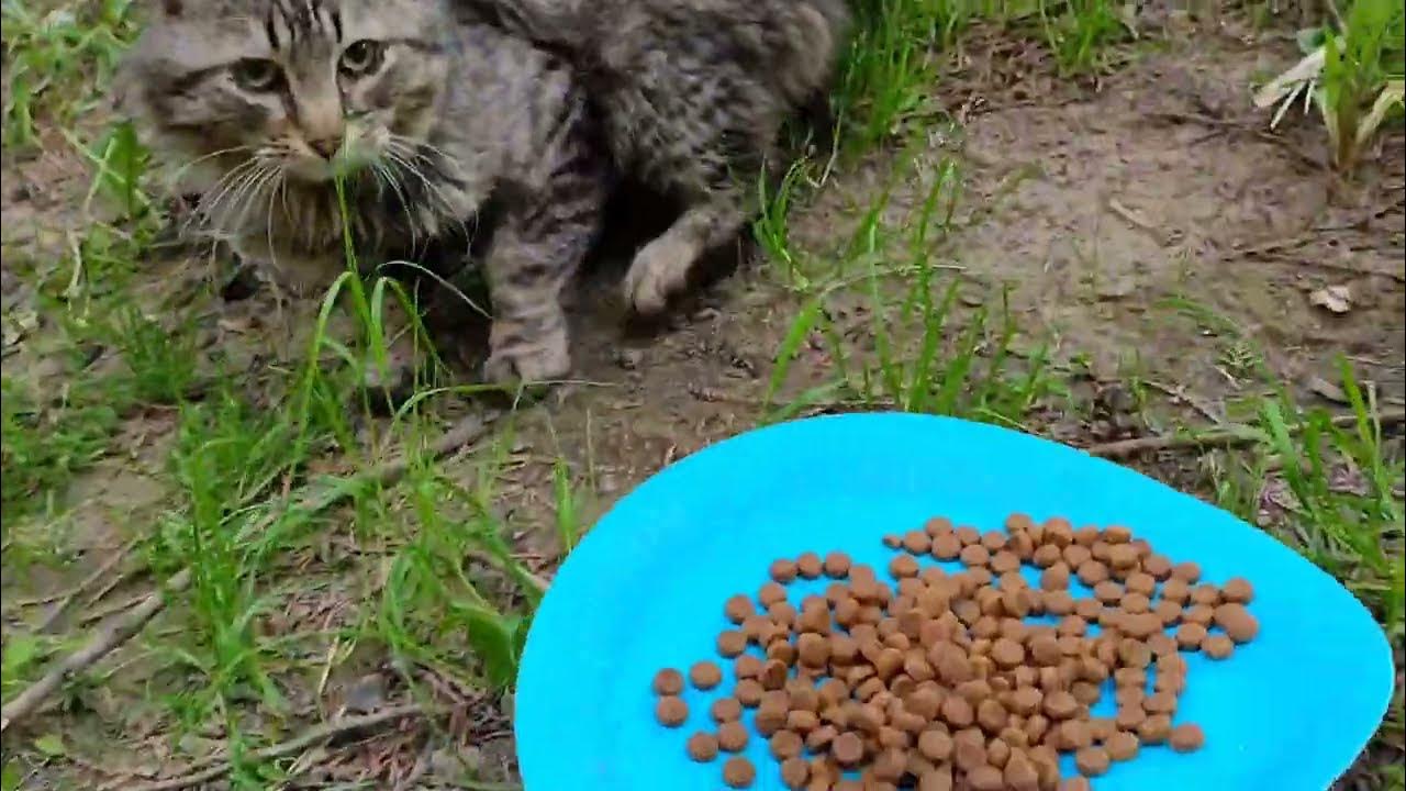 homelsss-tabby-cat-refused-to-eat-dry-cat-food-youtube