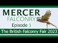 The british falconry fair 2023  mercer falconry episode 1