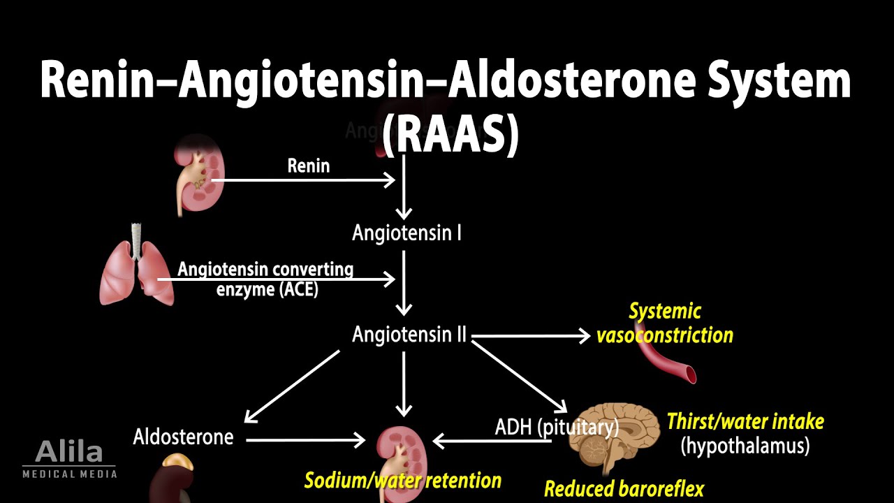 The ReninAngiotensinAldosterone System RAAS Animation