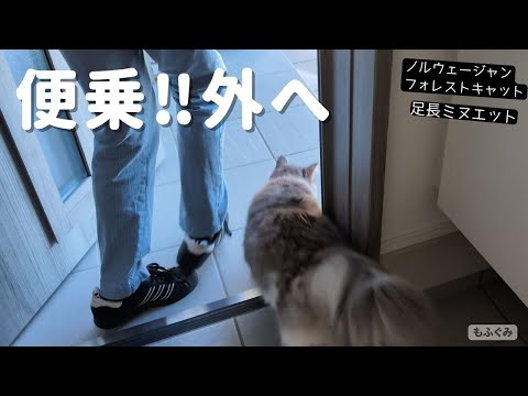 便乗外出する猫たち【足長ミヌエット＆ノルウェージャンフォレストキャット】