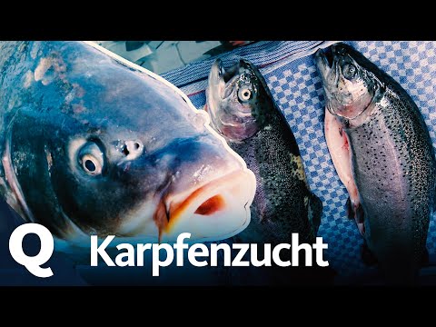 Video: Wie Man Karpfen Züchtet