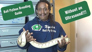 Ball Python Breeding without an Ultrasound: Part 1- Prepping for the season