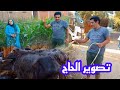 الحاجه قلعت الكوسة بعد ما طرحت ودش نعنشه للمواشي