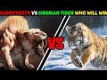 Sabertooth tiger vs siberian tiger  who will win  in hindi  anokhe sach 