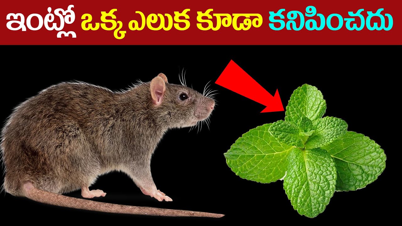 ఇంట్లో ఒక్క ఎలుక కూడా కనిపించదు || How to get rid of Rats in House Fast ...