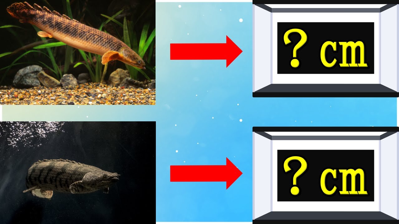 あらゆる条件におけるポリプテルスの適切な水槽サイズ（種類、飼育期間