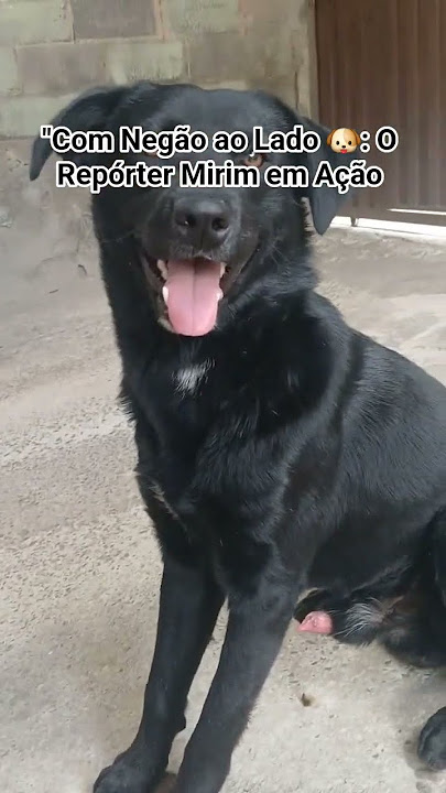 'Com Negão ao Lado 🐶: O Repórter Mirim em Ação#curti#compartilhe