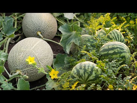 ფერმერებს საზამთროსა და ნესვის მოსავალი ბაღებში ულპებათ | პროტესტი კახეთში