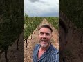Gary Barlow Pause #boomer #genx #garybarlow #takethat #90s #british #winery #niceday