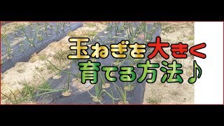 【初心者用】玉ねぎ大きくするために必要なこと♪