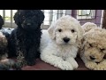 6 Week Old  Standard Poodle Puppies