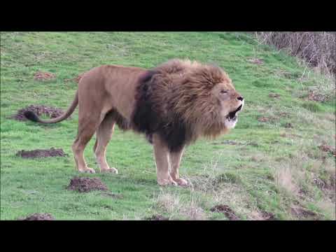 Lion Roar Compilation | Aggressive roars