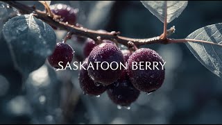 Saskatoon Berry Explained: History, Taste, Nutrition, Indigenous Traditions & Modern Farming