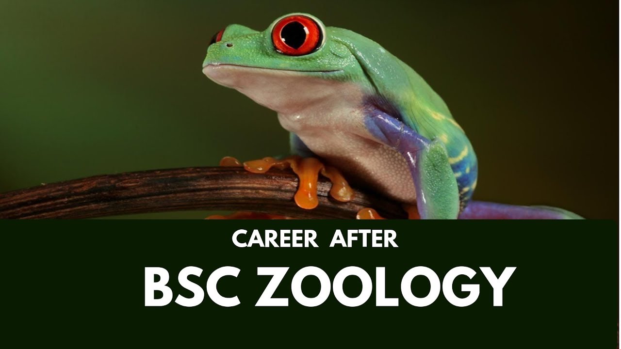 career after bsc zoology JOBS HIGHER STUDIES - YouTube