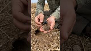 Mouse Camera Goes Inside Burrow Real Underground Life Caught On Camera