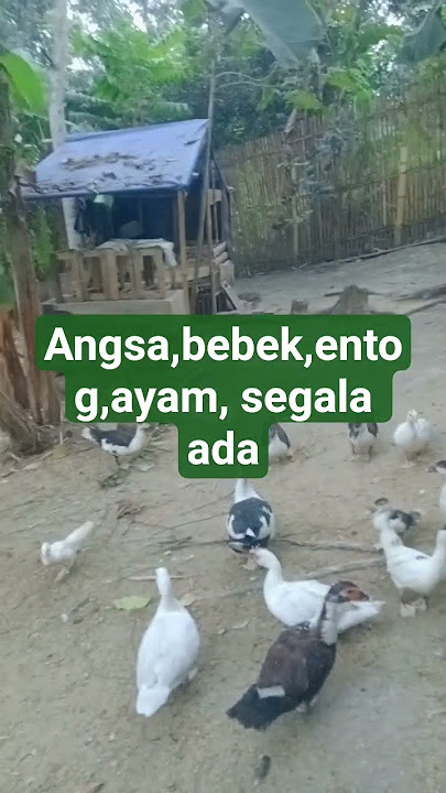 Angsa,bebek,entog,ayam, segala ada