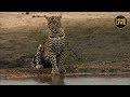 safariLIVE - Sunset Safari - October 26, 2019