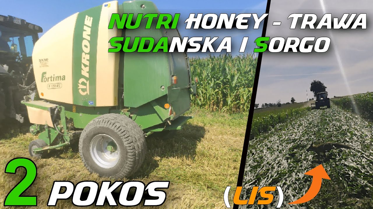 Nutri Honey - trawa sudańska i sorgo (2 POKOS) |  [Koszenie, prasowanie]