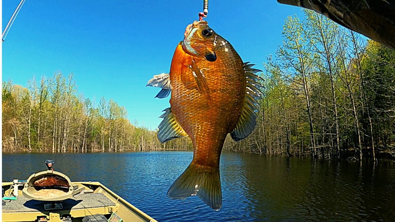 "Fast way to catch loads of bream" Bream fishing YouTube