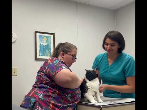 Feline Muzzle Technique