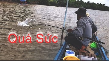 Câu cá Ngát Sông _ Đụng Con Cá Ngát  Khủng Ẩn Nấp Trong Đám Gốc Giữa Sông | Săn Bắt Ba Vát | #81