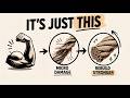 How Muscles Grow