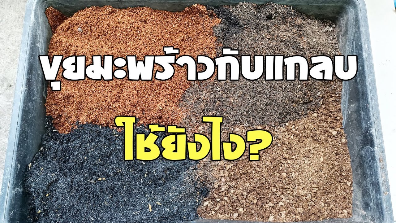 ไขข้อข้องใจ ขุยมะพร้าวกับแกลบดำ ใช้ยังไง แล้วใช้ตัวไหนดี?