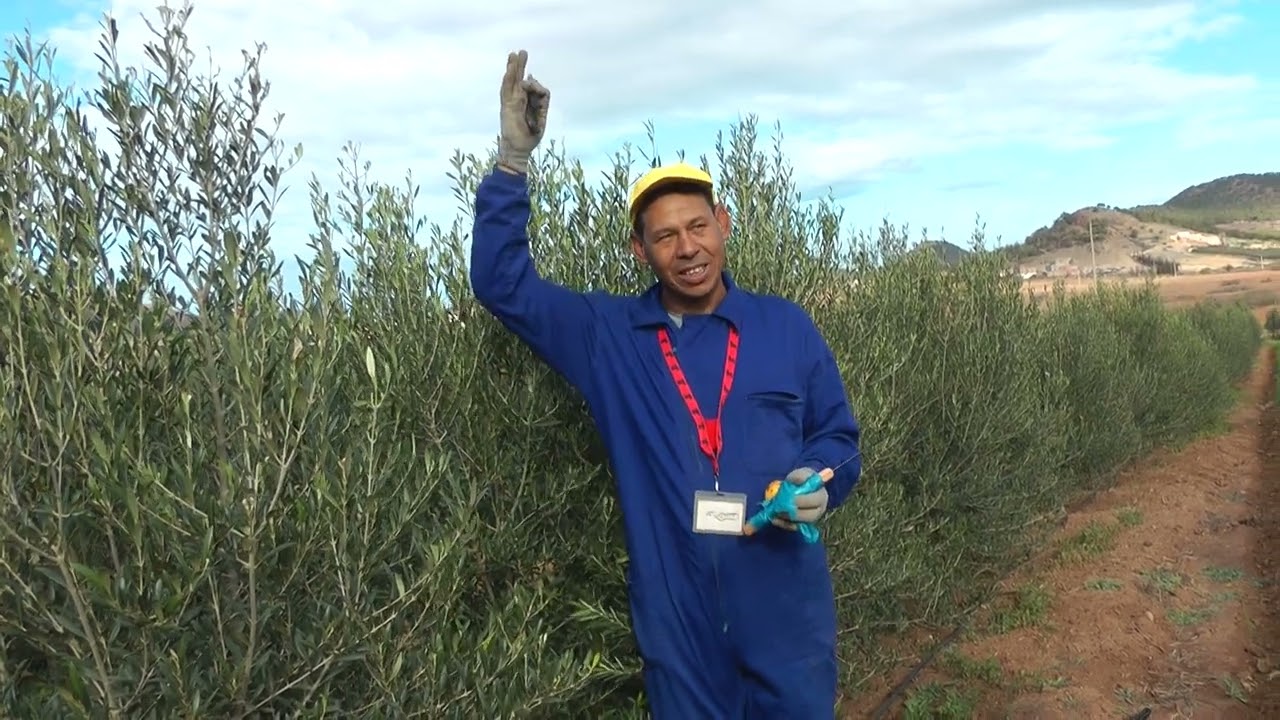 نقاش مع فلاحين حول شجرة الزيتون الأربكوين من منطقة سلوان الناضور