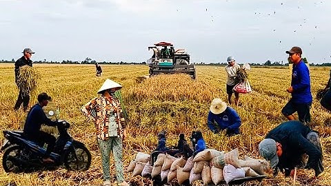 Chuột cắn phá ruộng lúa Om 18 ngày thu hoạch mất mùa thất giá; bắt chuột cống nhum trên ruộng lúa