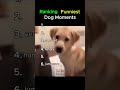 Ranking Funniest Dog Moments  #ranking  #funny