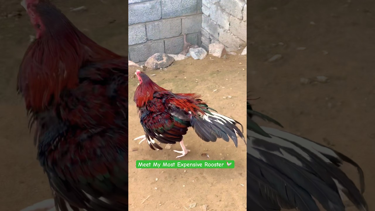 Meet My Expensive Aseel Rooster🐓