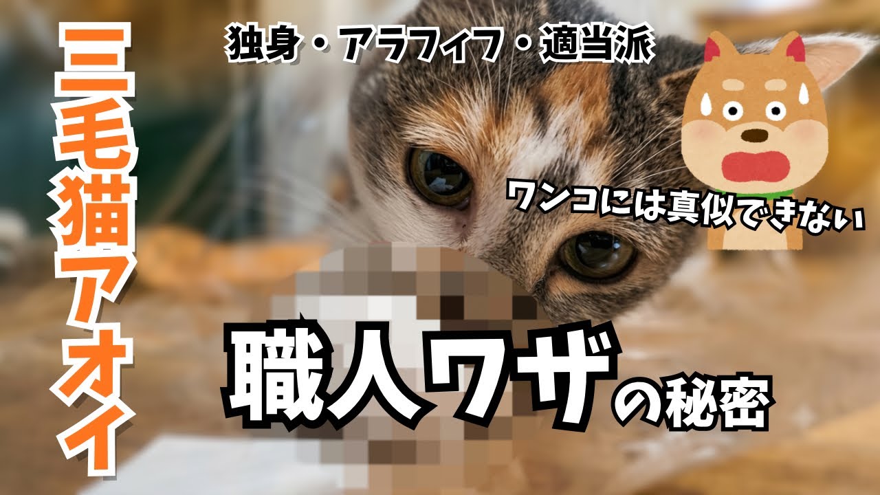 Something dogs just can't do!? This cat's snack-grabbing skills