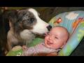 Dogs Meeting Babies For The First Time Compilation 2017 [BEST OF]
