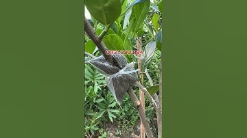 Chiết cành cho cây mít #chietcanh #mit #kichremaivanga01 #maivangsapde #kichre  R