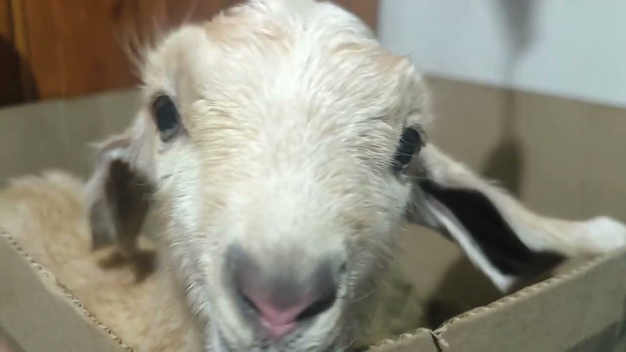 Кого родила мандаринка 