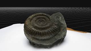 Ammonite photogrammetry test