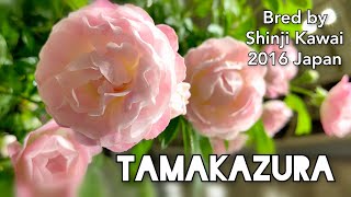 TAMAKAZURA ROSE plant by Shinji Kawai 2016 Japan バラ 玉鬘 河合伸