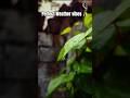 What a Pleasant Climate Today! 🌧️☁️❤️ | Relaxing Vibes | Chandu Gunturodu Vlogs #Shorts
