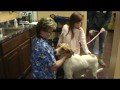 KJ, Kids & Finnegan  - Adoptable American Foxhound Mix の動画、YouTube動画。