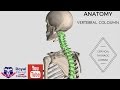 Anatomy of the Vertebral Coloumn 3D anatomy  (Cervical, Thoracic, Lumbar, Sacral & Coccyx)