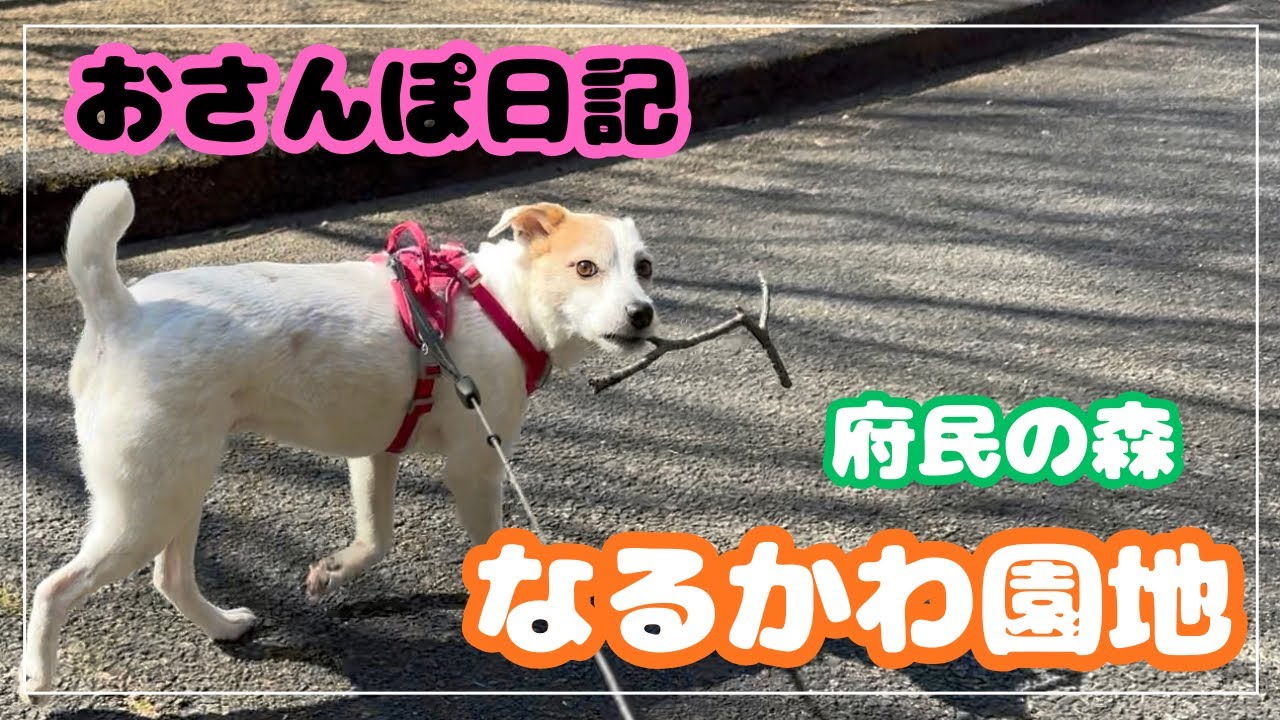 【なるかわ園地】犬とハイキング｜絶景すぎた / Amazing View!