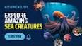 The Intriguing World of Cephalopods ile ilgili video