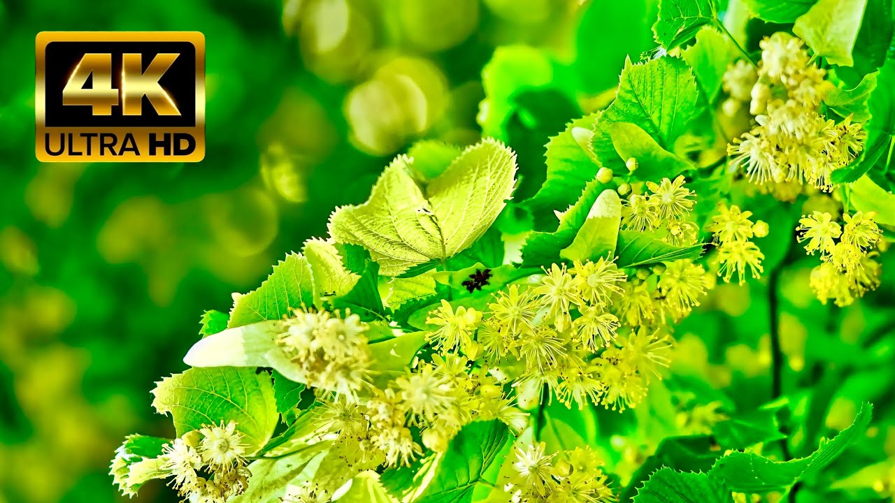 RELAXING NATURE🍃 (4K UHD) - Beautiful Soothing Spring Video - 4K Video ...