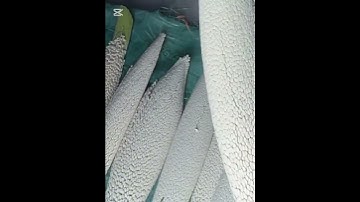 Date palm farming #shorts #dates #viral