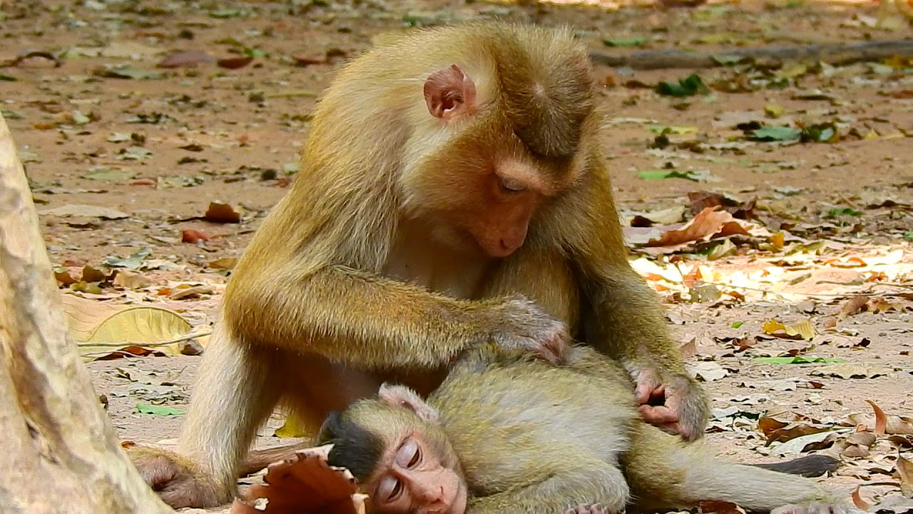 Pity baby monkey Rex feel not well mom Rose grooming like lazy