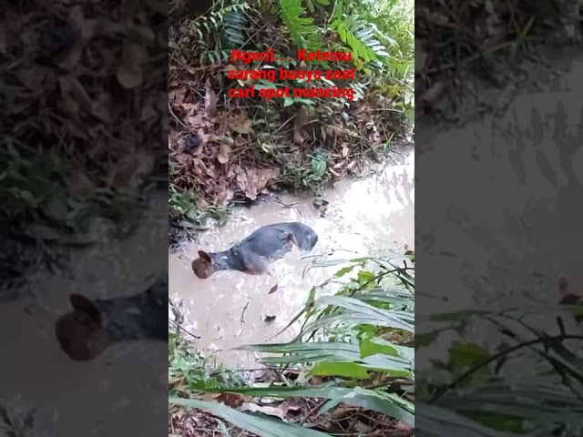 NGERI.... !?!!   KETEMU SARANG NYA BUAYA SAAT SEDANG  MENCARI SPOT MANCING // AUTO BALIK KANAN... class=