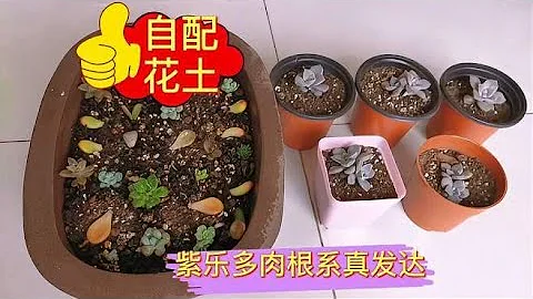 这么漂亮的紫乐被砍头只因种起来方便肉友种花坛里确实方便mp3