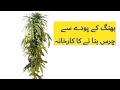 بھنگ کے پودے سے چرس کس طرح بنایا جاتا ہے |Shoaib orakzai tech